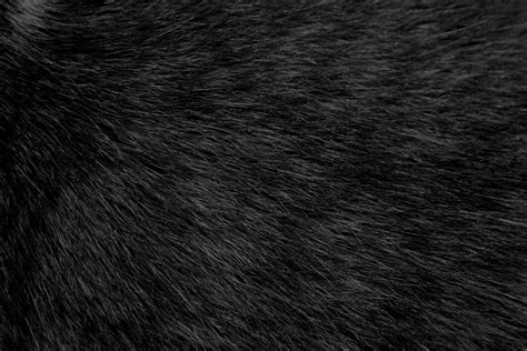 Black Cat Fur Texture Picture | Free Photograph | Photos Public Domain