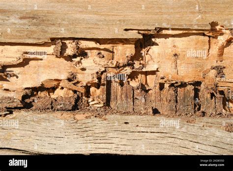 Drywood termite infestation, with damage on wooden beams.Spain Stock ...