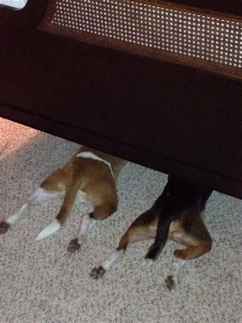 20 dogs who think they’ve found the perfect hiding place