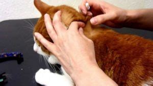 How to prevent fleas and natural remedies for cat and home