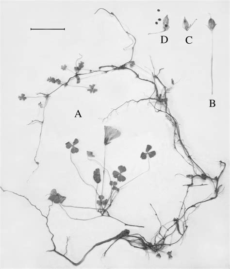 Oxalis ferae sp. nov. Collection details. A, habit. B, pedicel with... | Download Scientific Diagram