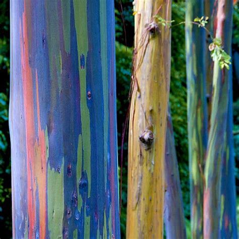 Eucalyptus deglupta - Rainbow Eucalyptus – Smart Seeds Emporium