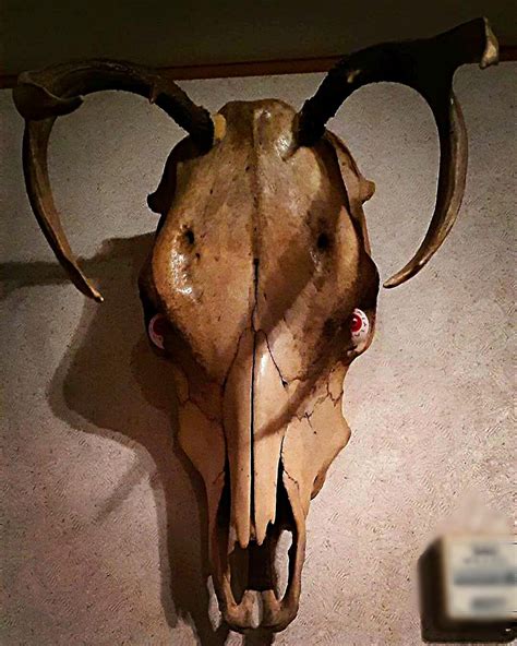 The Wendigo/Skinwalker wall hanger. Cow skull, deer antlers, demon eyes! : r/oddities