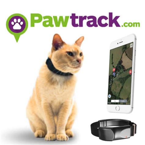 7 Best GPS Cat Collar Options for Keeping Track of your Kitty I Discerning Cat