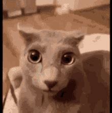 Cat Slideshow GIF - Cat Slideshow - Discover & Share GIFs