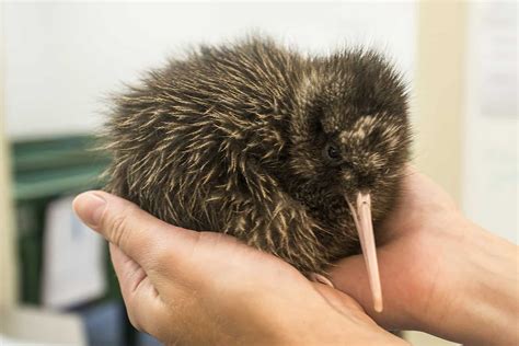 40 Kiwi Bird Facts: New Zealand's Most Iconic Animal - Facts.net