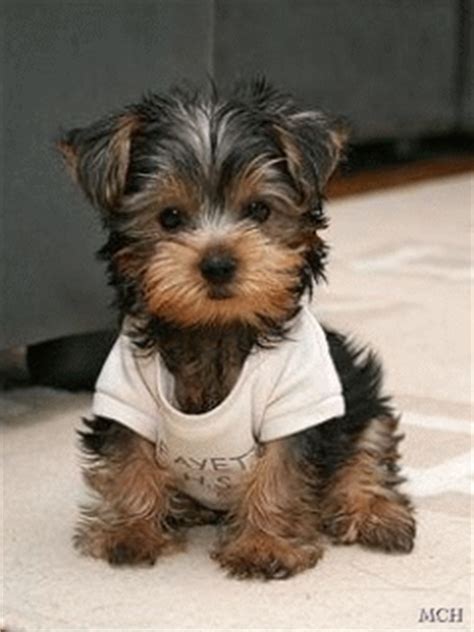 So Cute yorkie GIF - Download & Share on PHONEKY