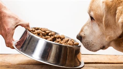 Best dry dog food 2023 for nourishing your canine | PetsRadar