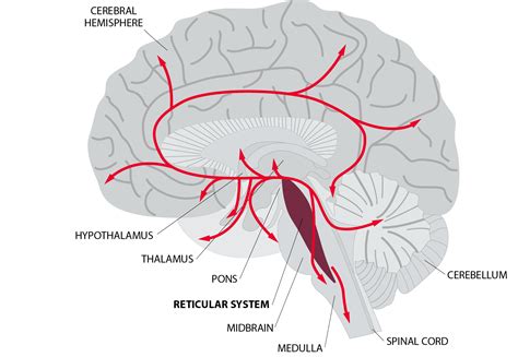 Fatigue After Brain Injury - Brain Injury Association of America