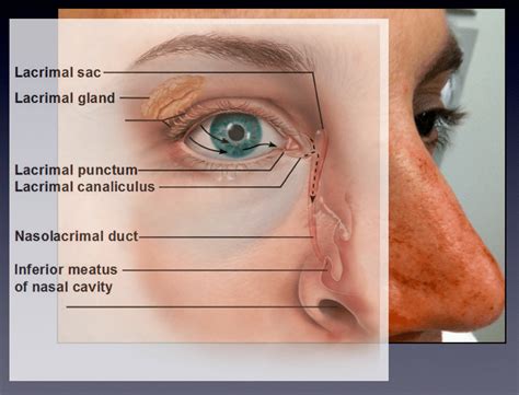 What Are The Components Of Lacrimal Drainage System - Design Talk