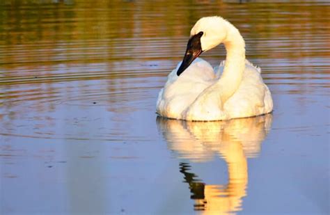 Trumpeter Swan - Description, Habitat, Image, Diet, and Interesting Facts