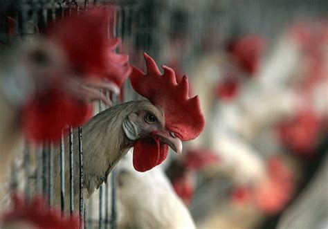 Poultry Association, govt ‘discussing’ approval of H7 vaccine