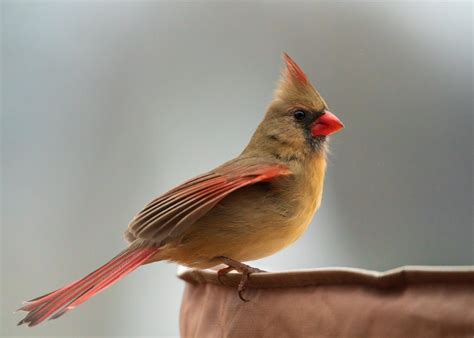 Northern Cardinal Bird in Close-up Photography · Free Stock Photo