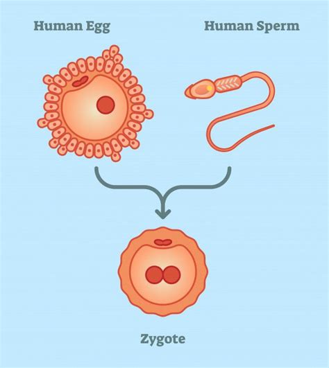 What Is Zygote - Vector Illustration Diagram, Simple Scheme | Study ...