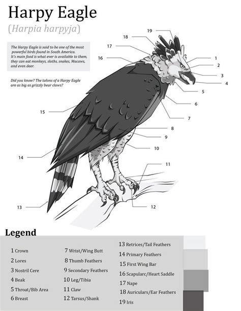 Harpy Eagle Anatomy by Eden-West | Character Inspirations | Pinterest | Harpy eagle, Eagle and Bird