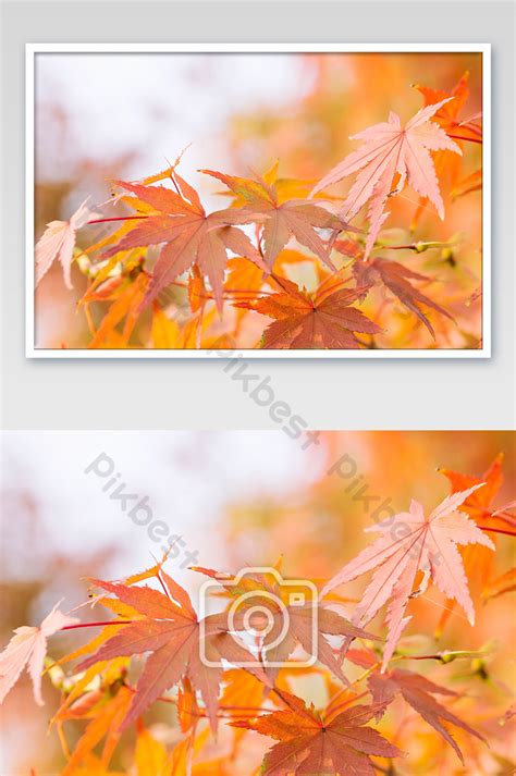 Red Autumn Leaves And Background Photo | JPG Free Download - Pikbest