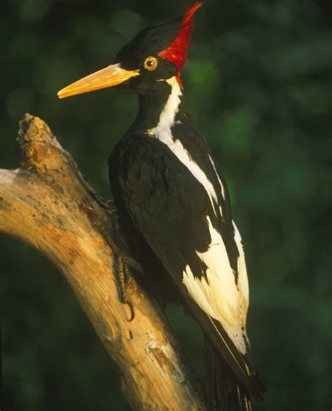 Not Extinct After All: First ‘Widely Accepted Sighting’ of Ivory-Billed Woodpecker Since 1944 ...