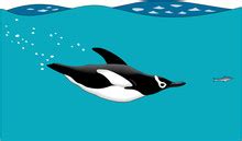 Penguin Swimming Free Stock Photo - Public Domain Pictures