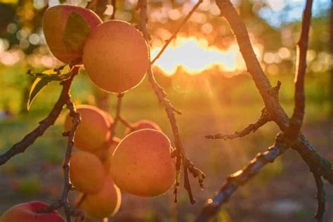 Apricot Tree Care: How To Grow Apricot Trees - Minneopa Orchards