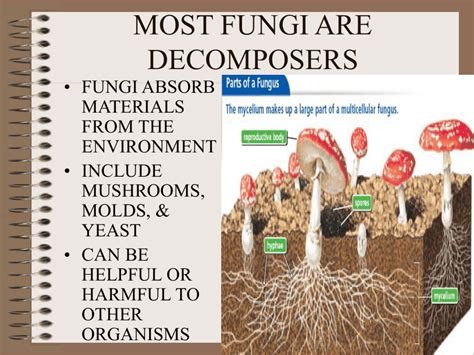 Decomposers Fungi