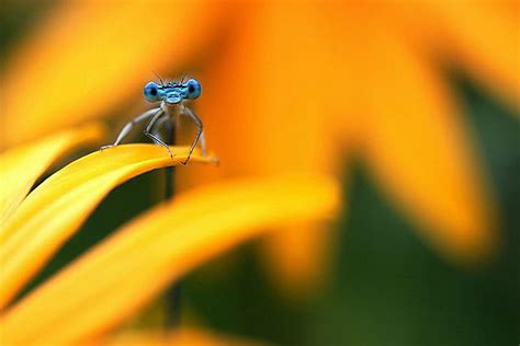 Adorable Dragonflies Hiding In My Backyard | Bored Panda