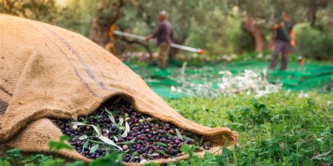 See The Olive Harvest in Greece | Marriott Bonvoy Traveler