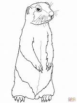 Prairie Dog Coloring Page  SuperColoringcom coloring sketch template