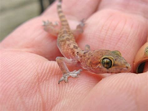 Critter Babies | Lizards