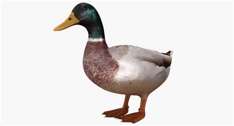 Realistic duck 3D model - TurboSquid 1151002