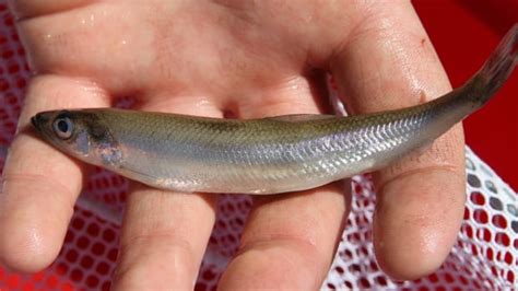 Smelt-run gatherings discouraged as COVID-19 pandemic surges | CBC News