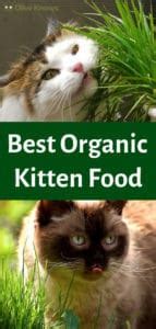 Best Organic Kitten Food [NEW 2022 Picks] - OliveKnows