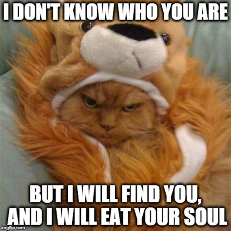 Ginger Cat will find your soul and eat it. - Imgflip