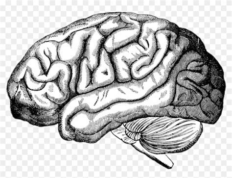 Image Royalty Free Download Drawing Brain Realistic - Human Brain ...
