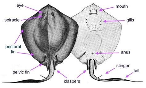 Freshwater Aquarium Stingray • (Types, Tank Size & Breeding)