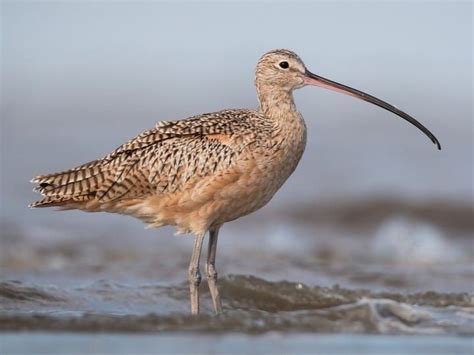 Long-billed Curlew | All About Birds, Cornell Lab of Ornithology ...