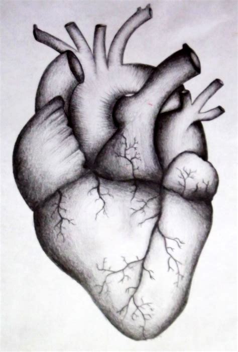 Real Human Heart Drawing at PaintingValley.com | Explore collection of Real Human Heart Drawing