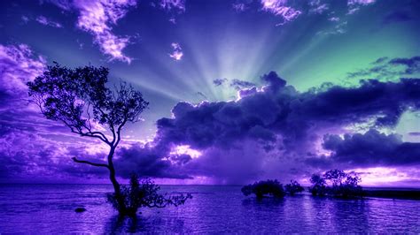 Download Horizon Purple Sky Ocean Tree Nature Sunset Wallpaper