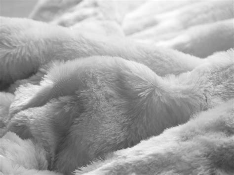 Free photo: Soft Blanket Texture - Animal, Rug, Wool - Free Download ...