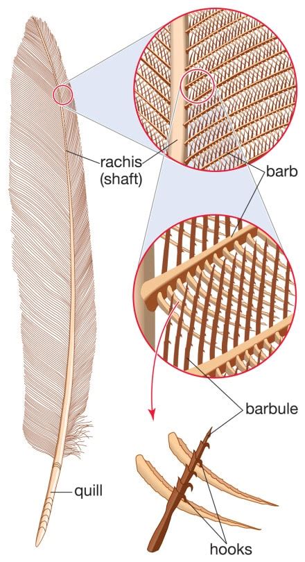 Fancy Feathers: An Unexplained Complexity in Evolutionary History