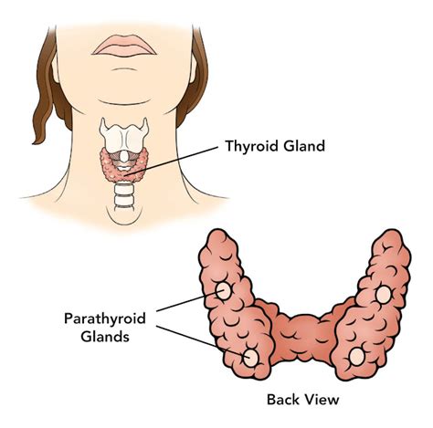 Anatomía e histología de paratiroides