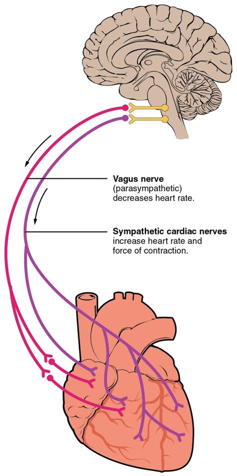 Cardiac Physiology | BIO103: Human Biology