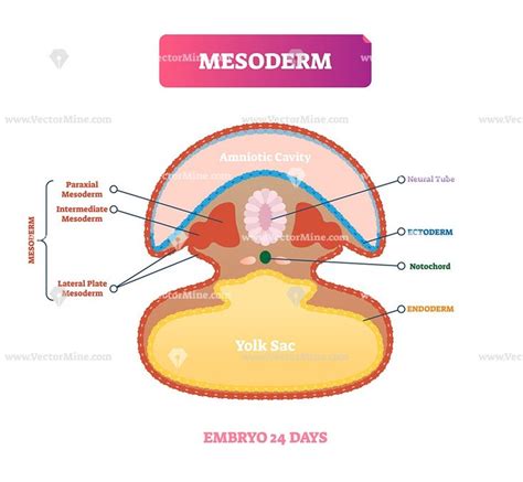 Mesoderm vector illustration – VectorMine | Nursing school notes, Human ...