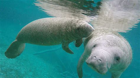 Pin by Jen Fed on Sea creatures | Cute baby animals, Nature gifs, Manatee