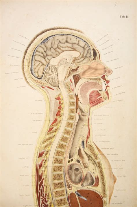 Making the Ordinary Extraordinary Brief - Illustration: Human Anatomy ...