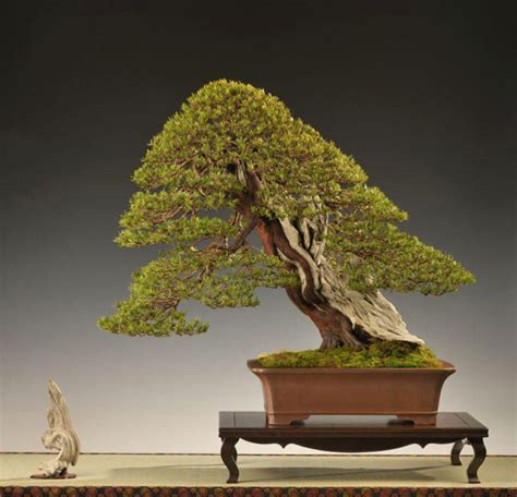 It’s all about Yew | Bonsai Bark