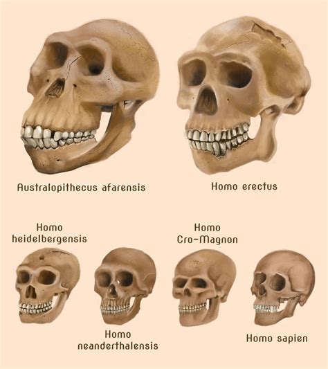 Human evolution skulls by amircea on DeviantArt