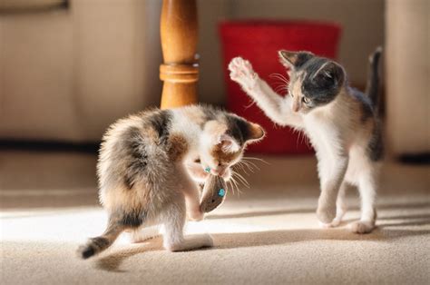 How to tell if your cats are playing or fighting—and whether it’s a ...