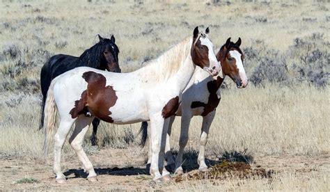 12 Common Wild Horse Breeds From Around the World (Facts & History)