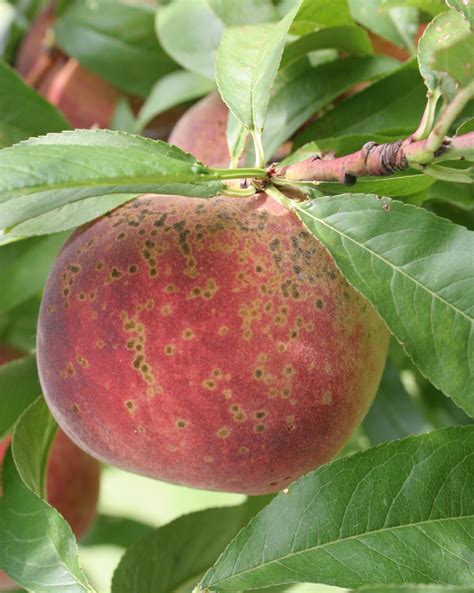 Scab (Peach Scab) of Peach | Scouting Guide for Problems of Fruit