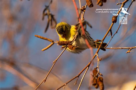 Carduelis spinus on Behance